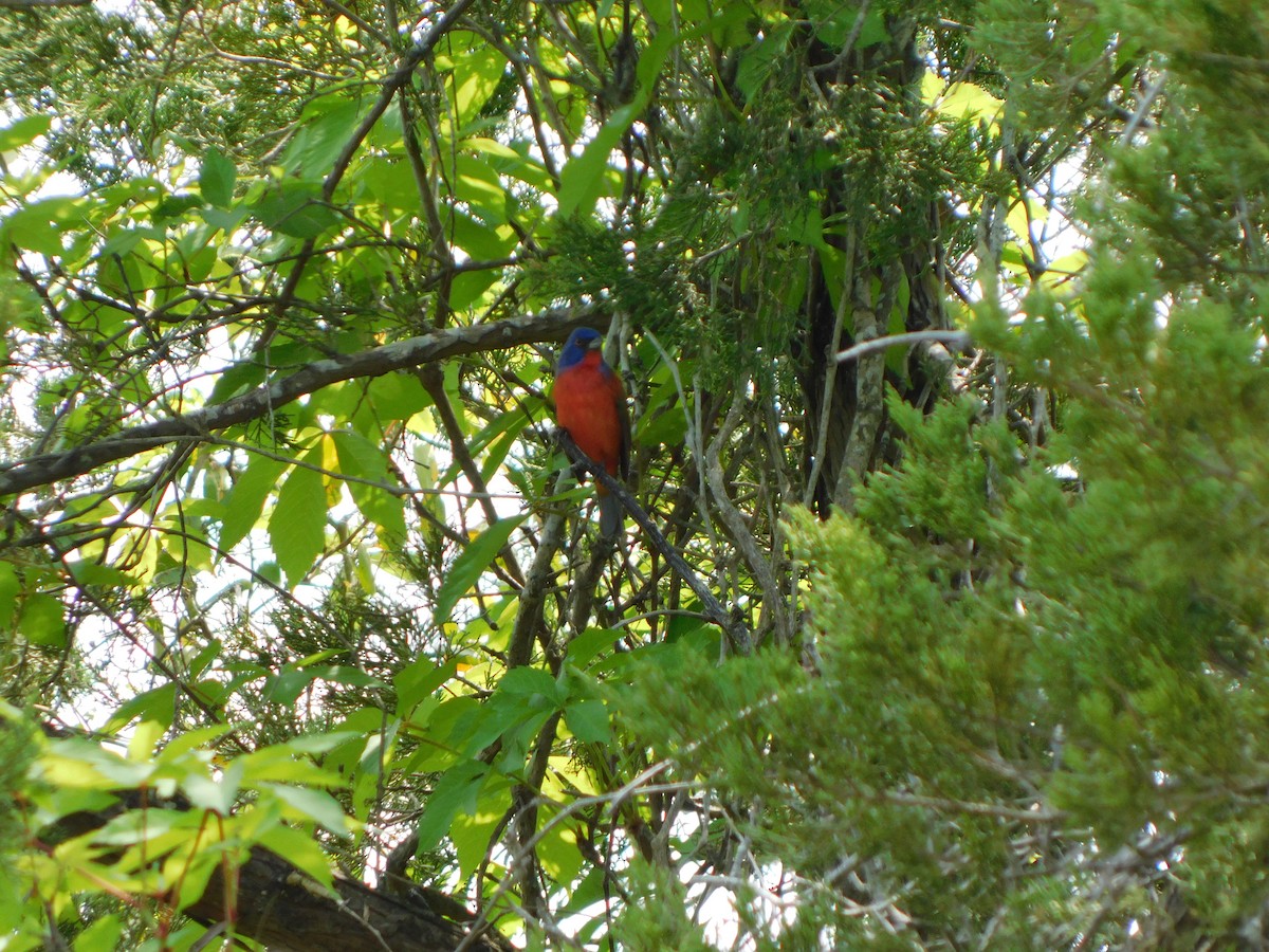 Painted Bunting - ML617823936