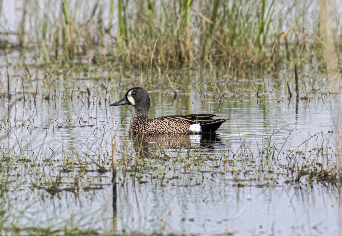 Blue-winged Teal - ML617823944