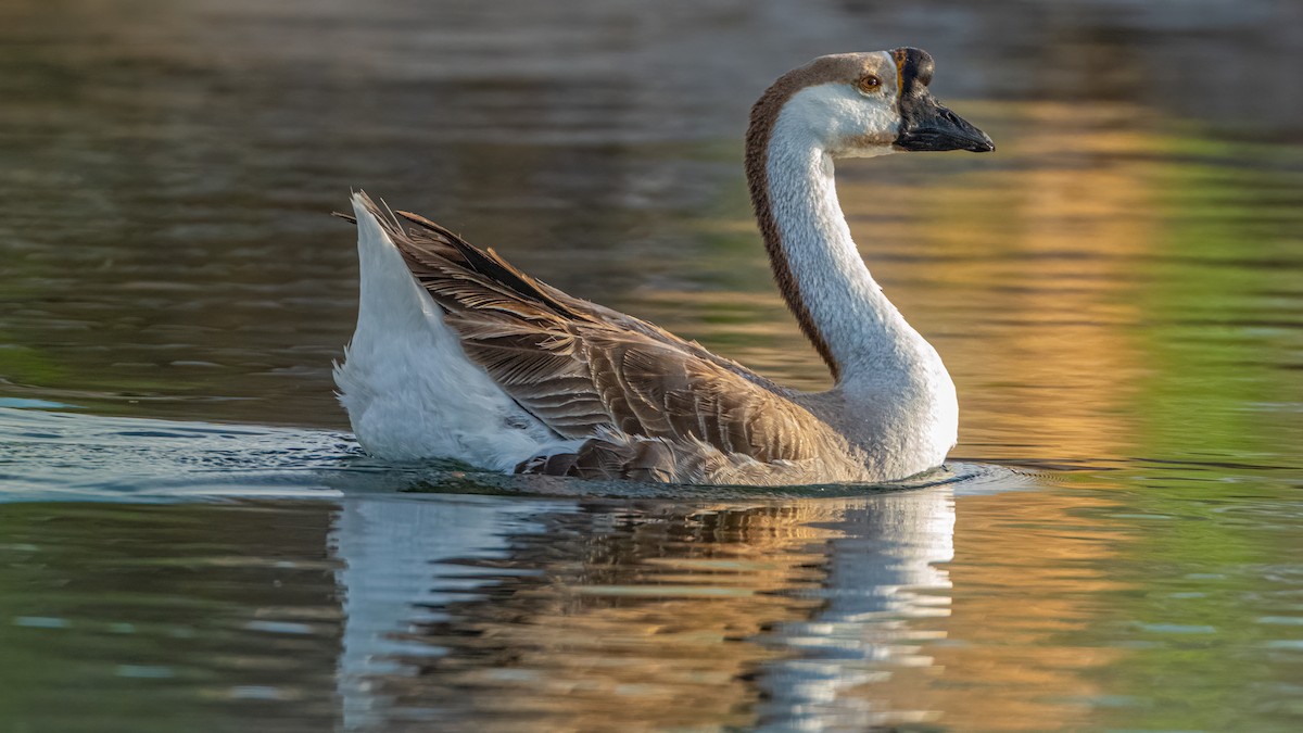 Swan Goose (Domestic type) - Michael McGovern