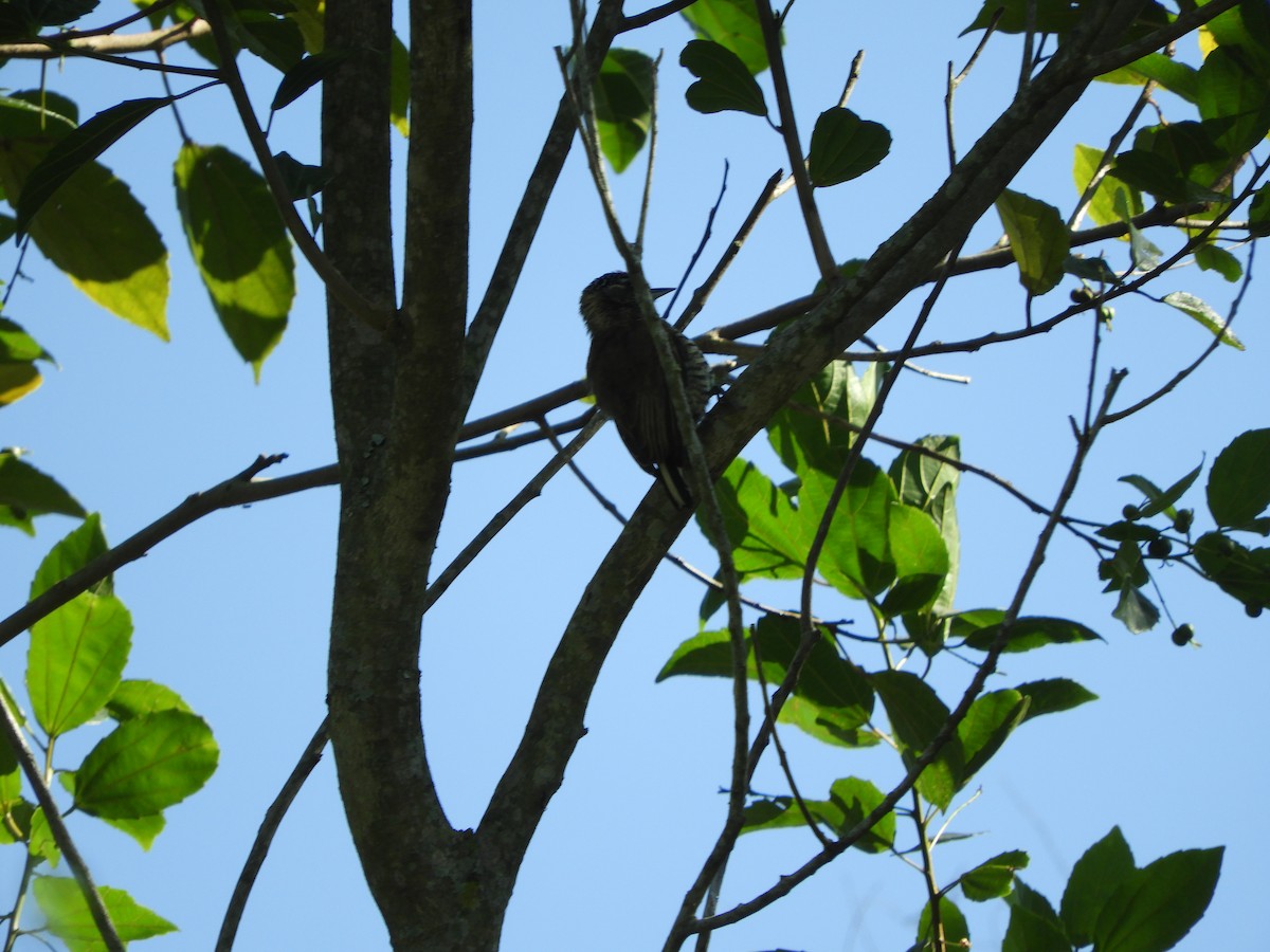 White-barred Piculet - ML617823965
