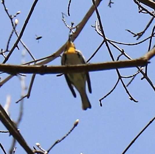Yellow-throated Warbler - ML617824002