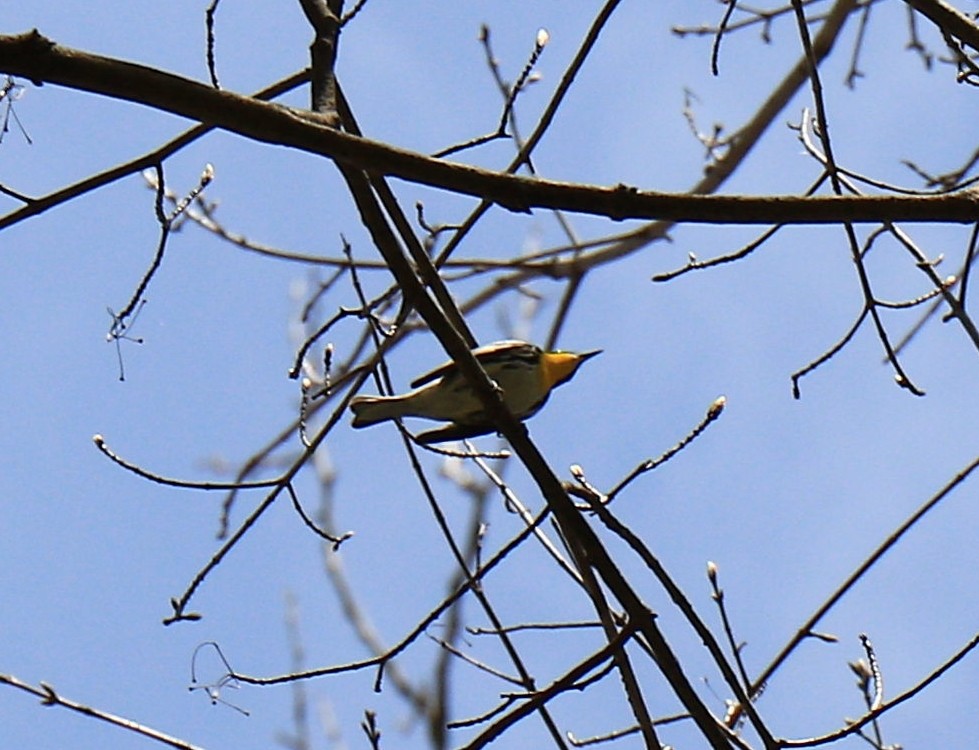 Yellow-throated Warbler - ML617824003