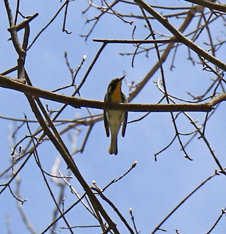 Yellow-throated Warbler - ML617824005