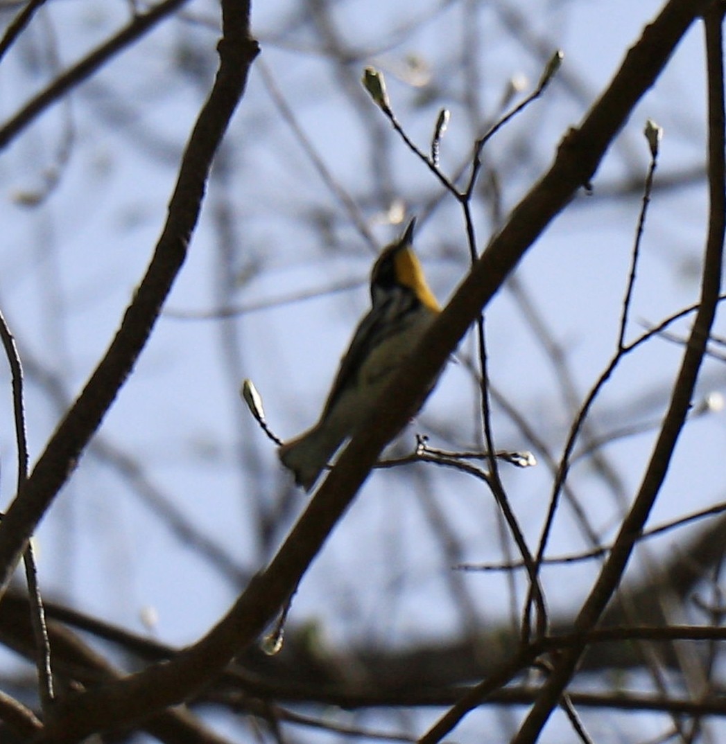 Yellow-throated Warbler - ML617824006