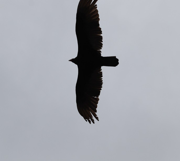 Turkey Vulture - ML617824010