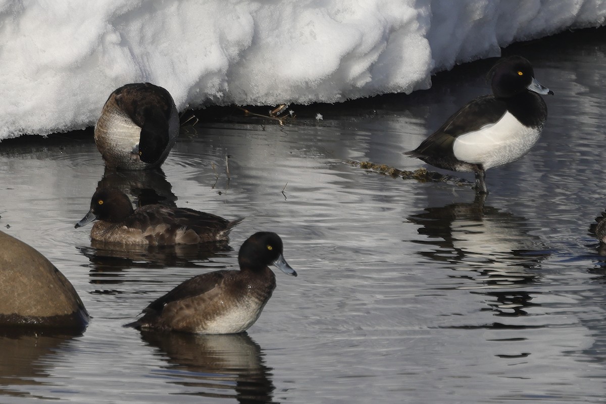 Tufted Duck - ML617824051