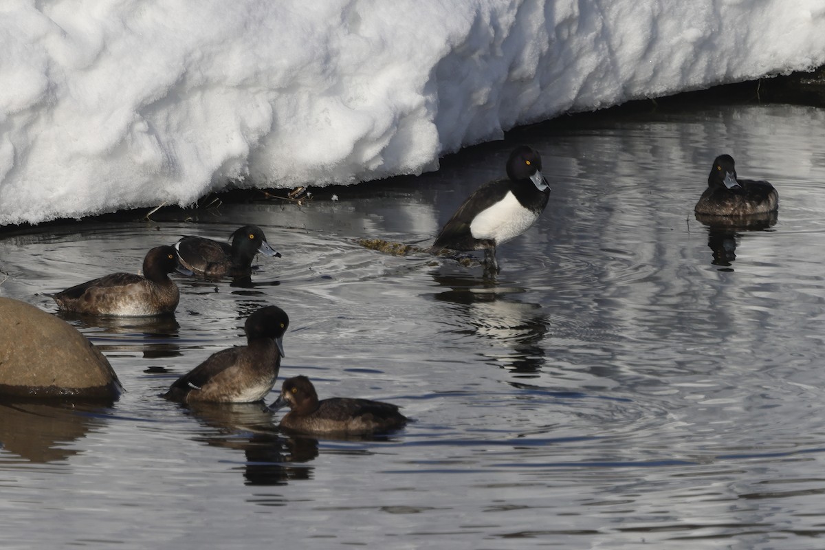 Tufted Duck - ML617824063