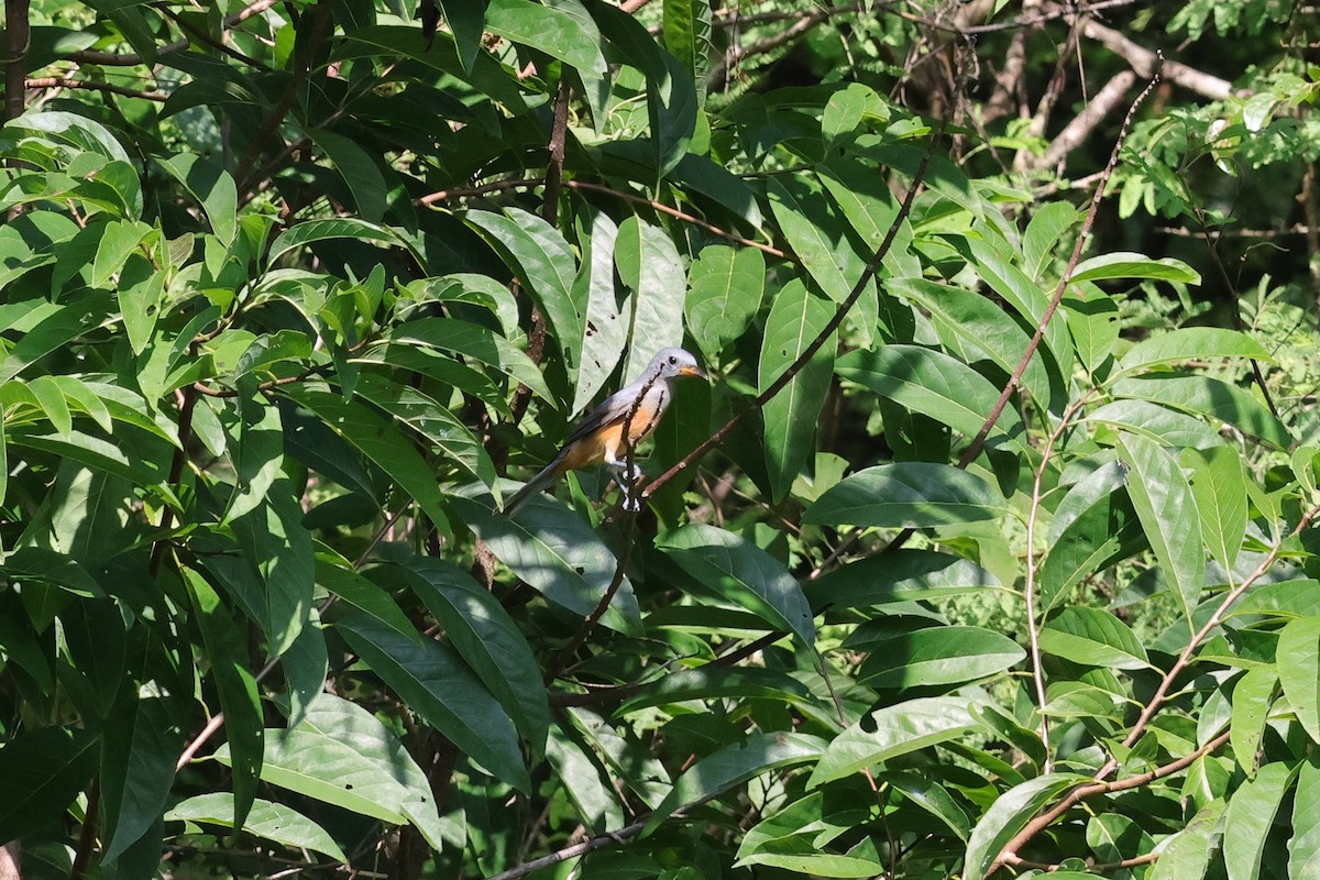 Сероголовый монарх - ML617824090