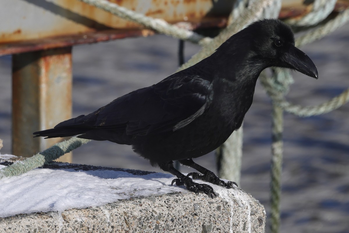 Large-billed Crow (Large-billed) - Fabio Olmos
