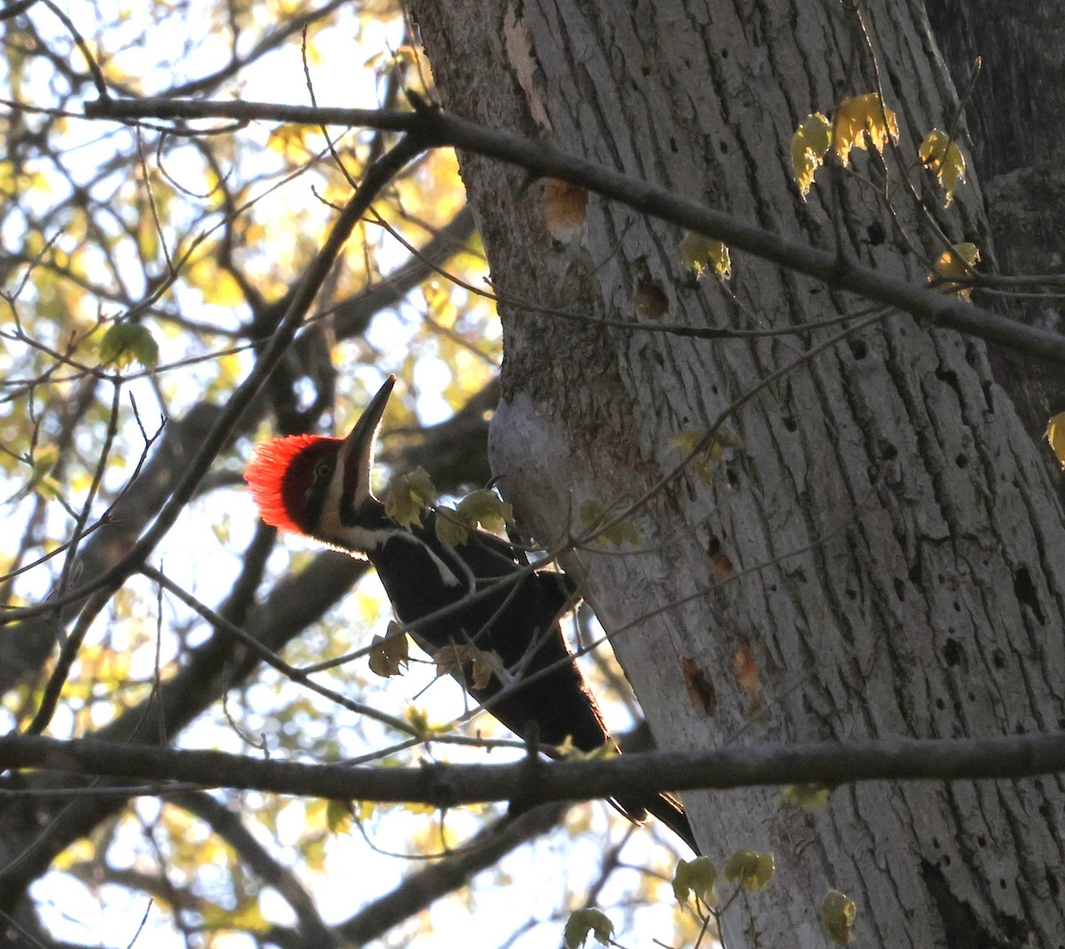 Pileated Woodpecker - ML617824131