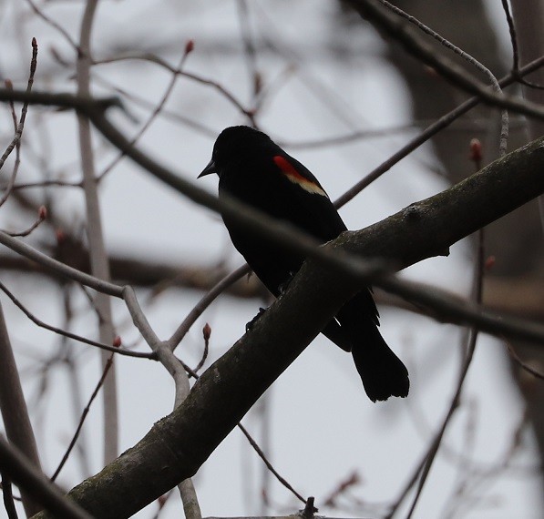 Red-winged Blackbird - ML617824174