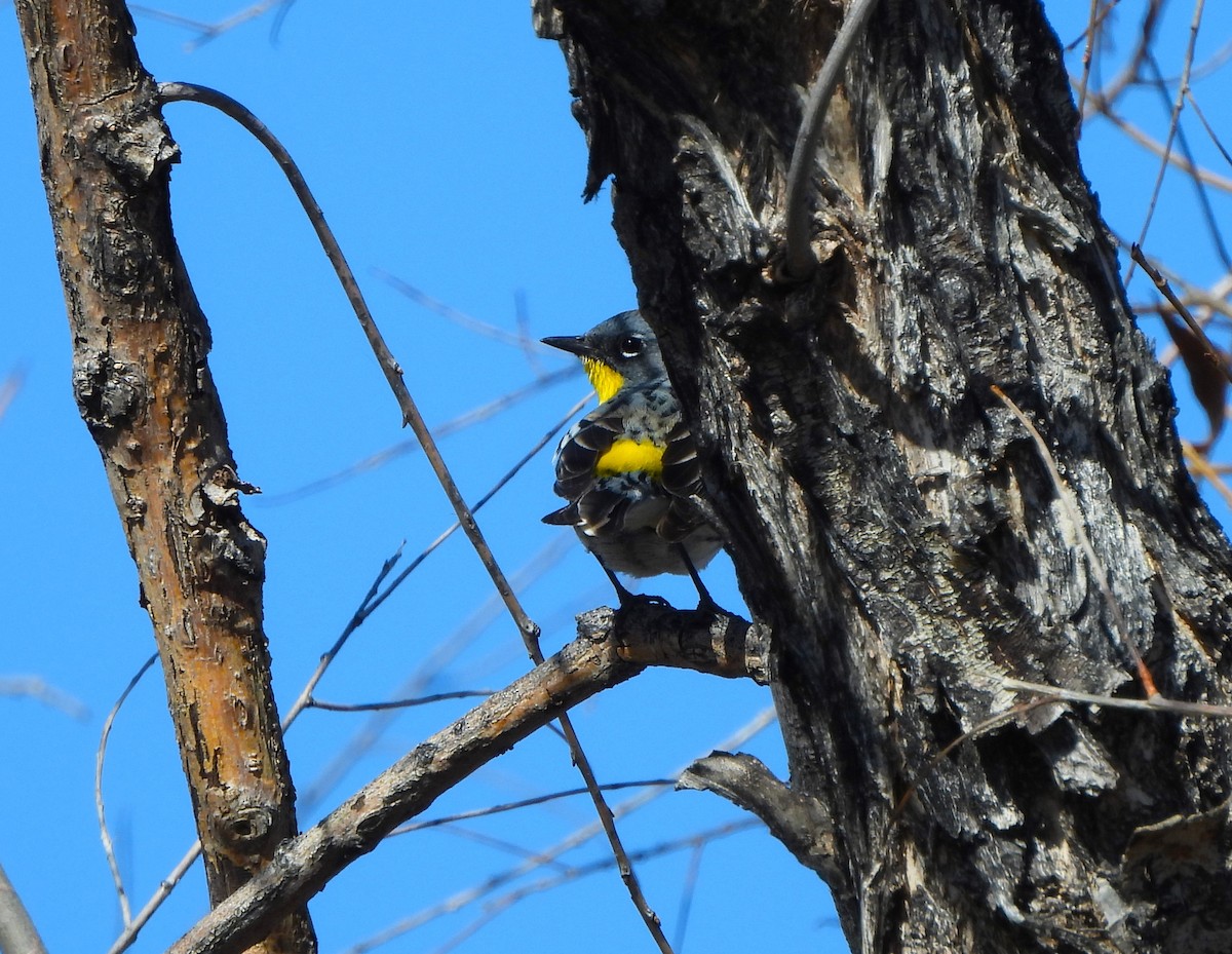 Yellow-rumped Warbler (Audubon's) - ML617824224