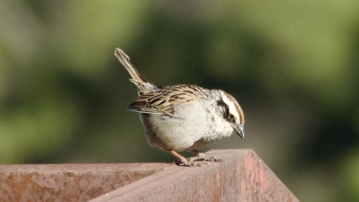Chipping Sparrow - Jan Ekkers