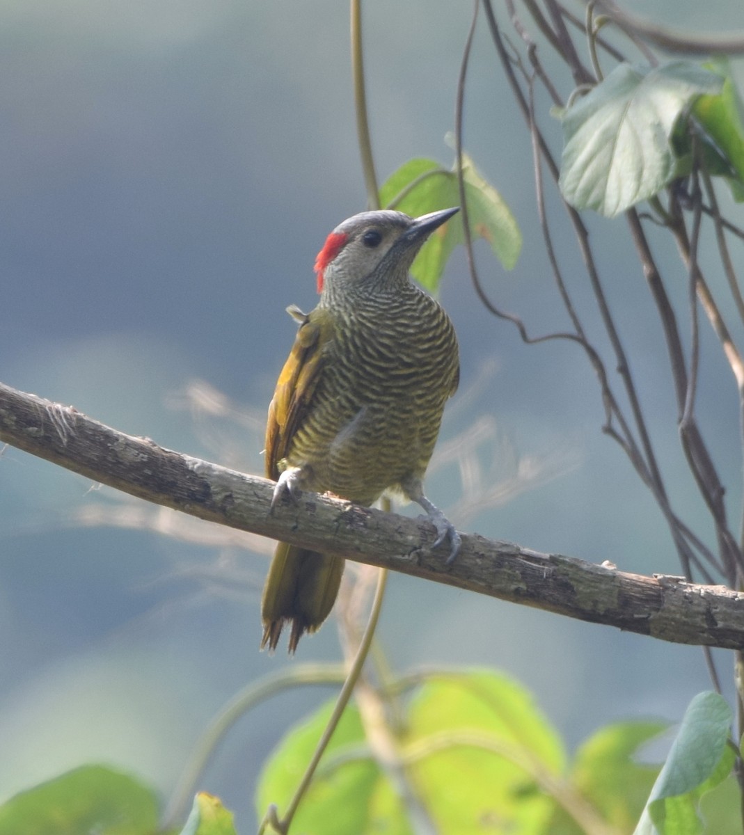 Golden-olive Woodpecker - ML617824253