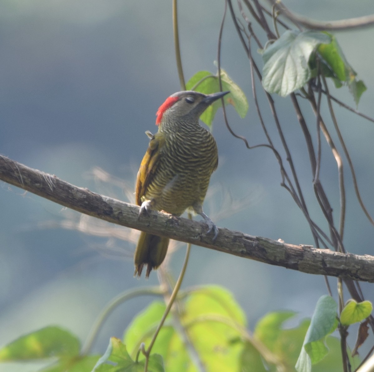 Golden-olive Woodpecker - ML617824254