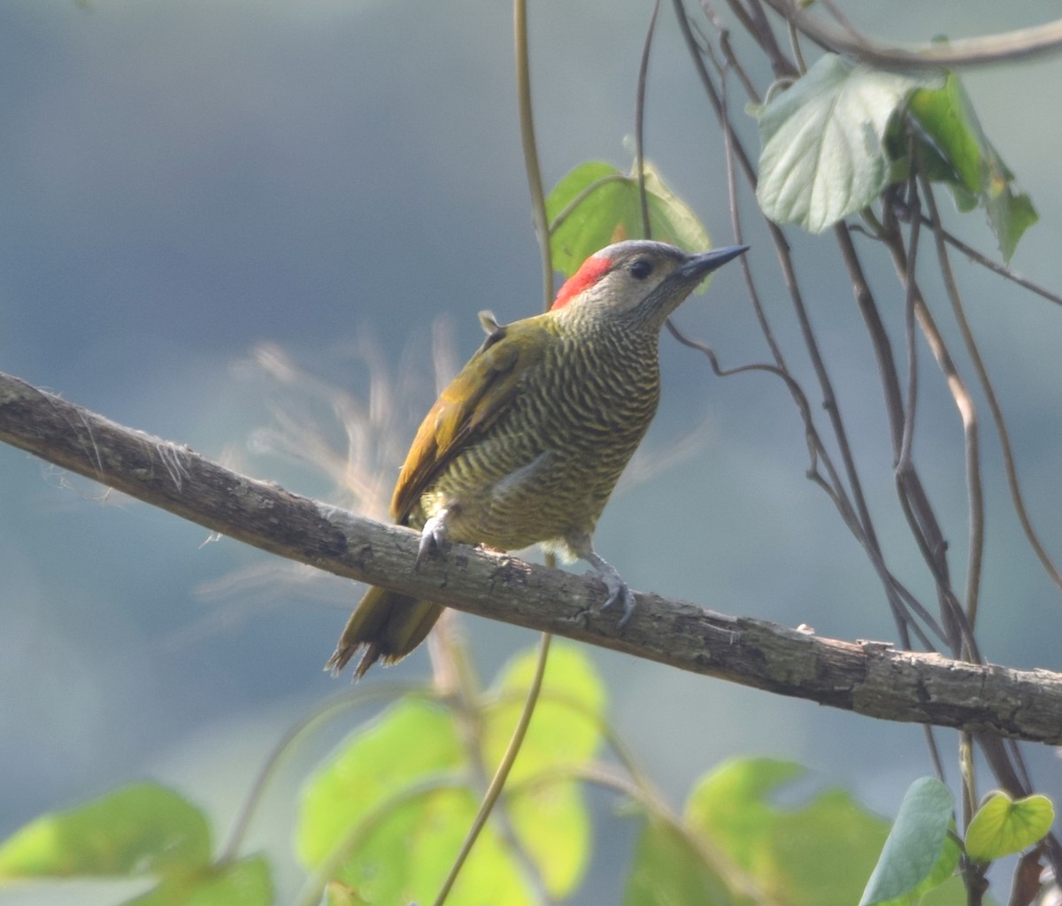 Golden-olive Woodpecker - ML617824255