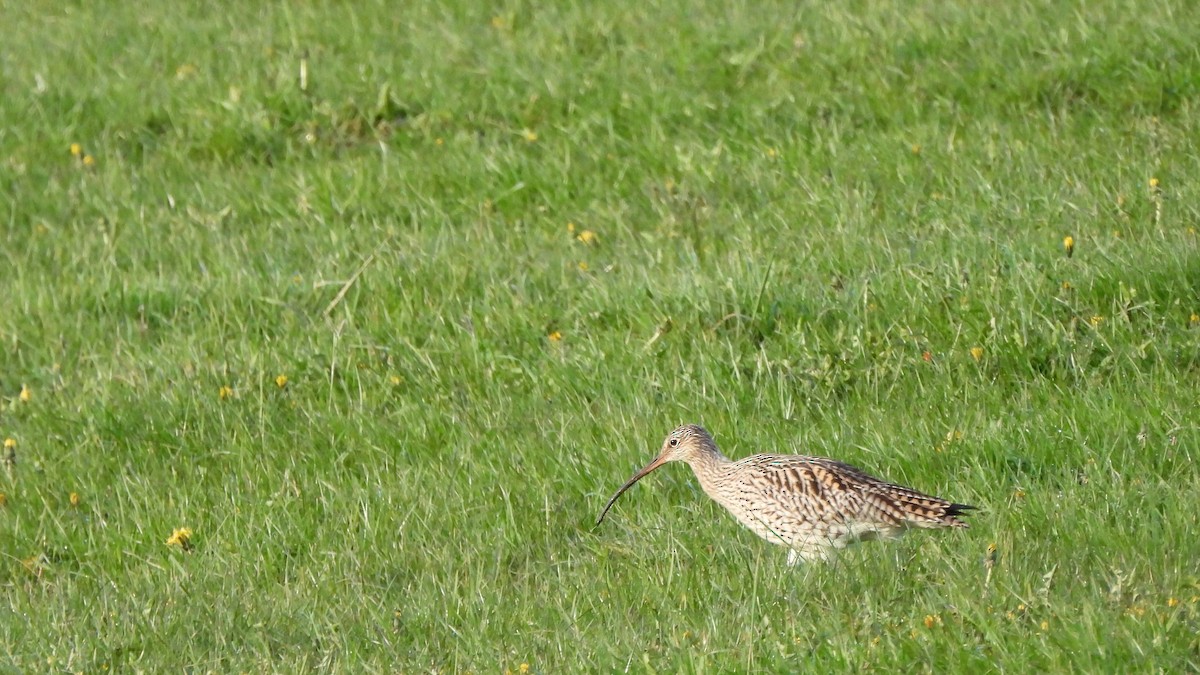 Eurasian Curlew - Andy  Woodward