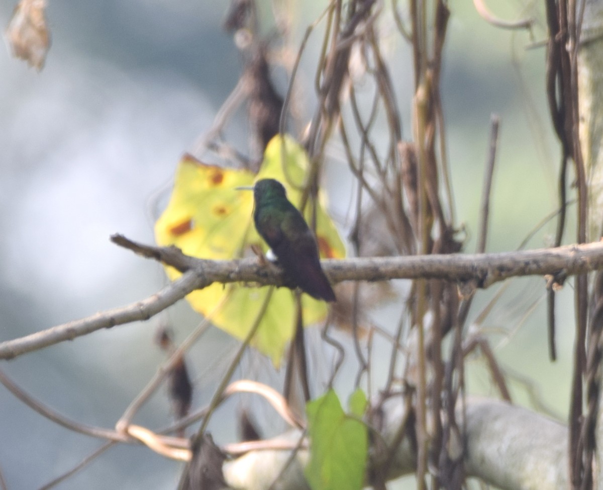 Blue-tailed Hummingbird - ML617824281