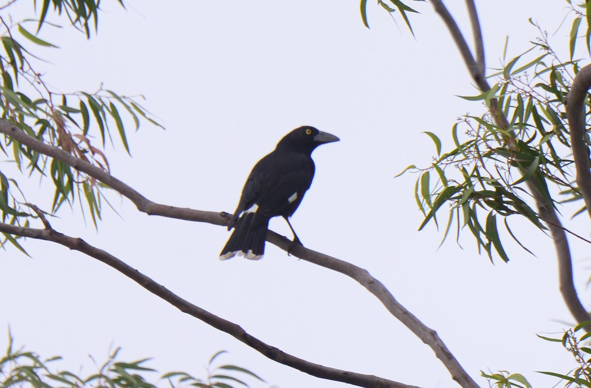 Pied Currawong - ML617824334