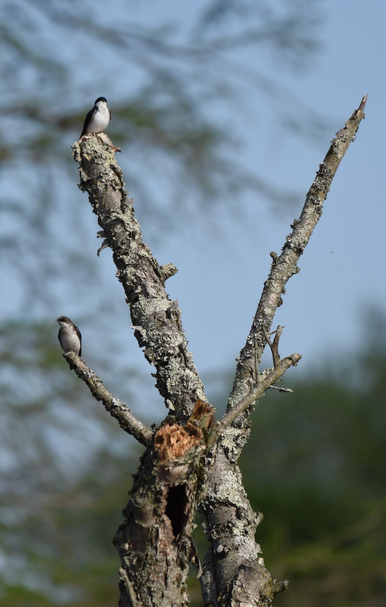 Tree Swallow - Dan Rauch