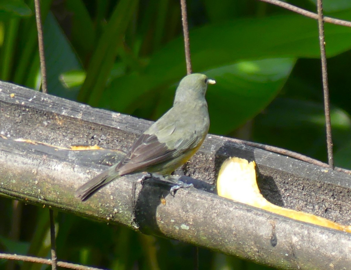 Palm Tanager - ML617824379