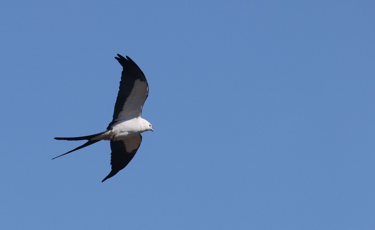 Swallow-tailed Kite - ML617824386
