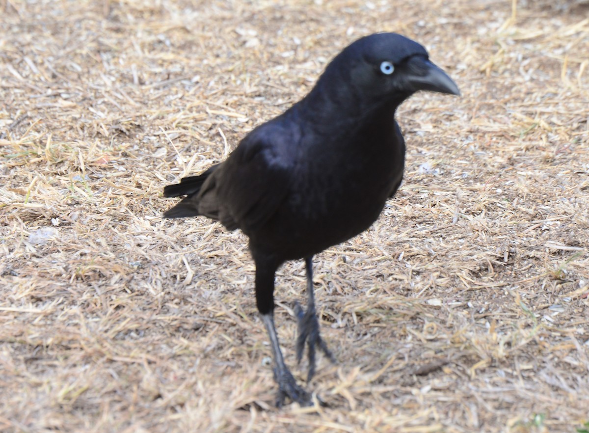 Torresian Crow - ML617824435