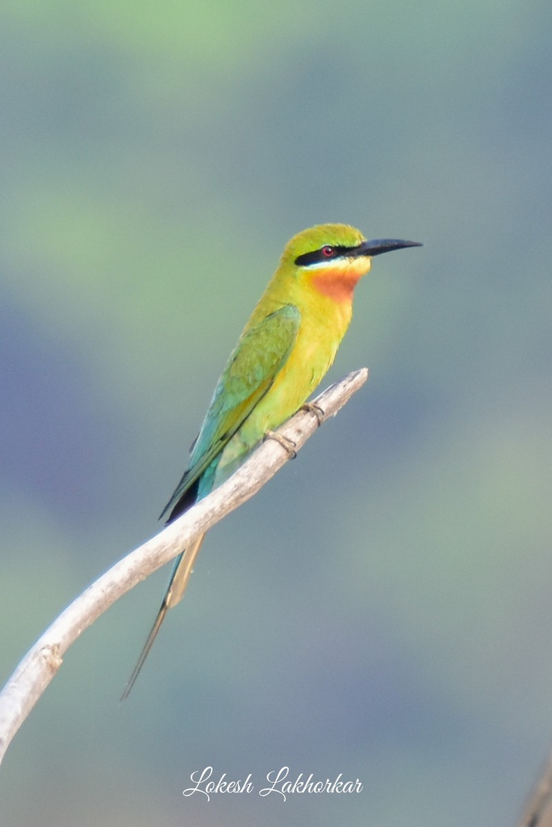 Blue-tailed Bee-eater - ML617824515
