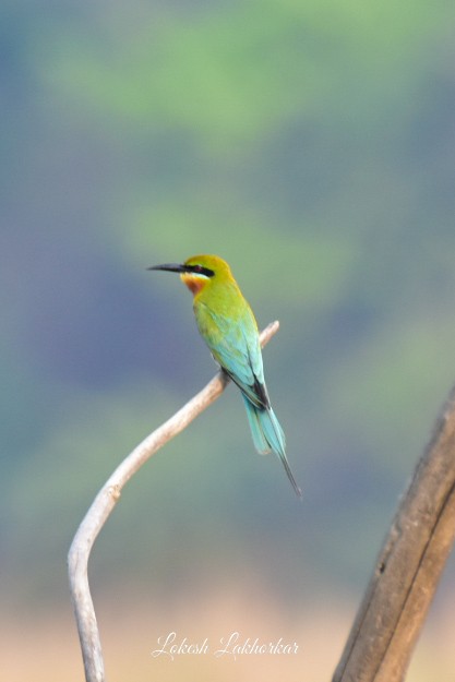 Blue-tailed Bee-eater - ML617824516