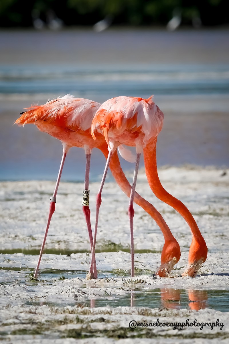 American Flamingo - ML617824524