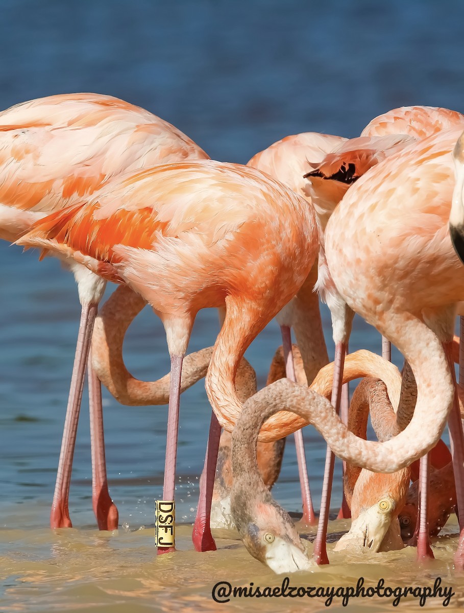American Flamingo - Misael Zozaya Moguel