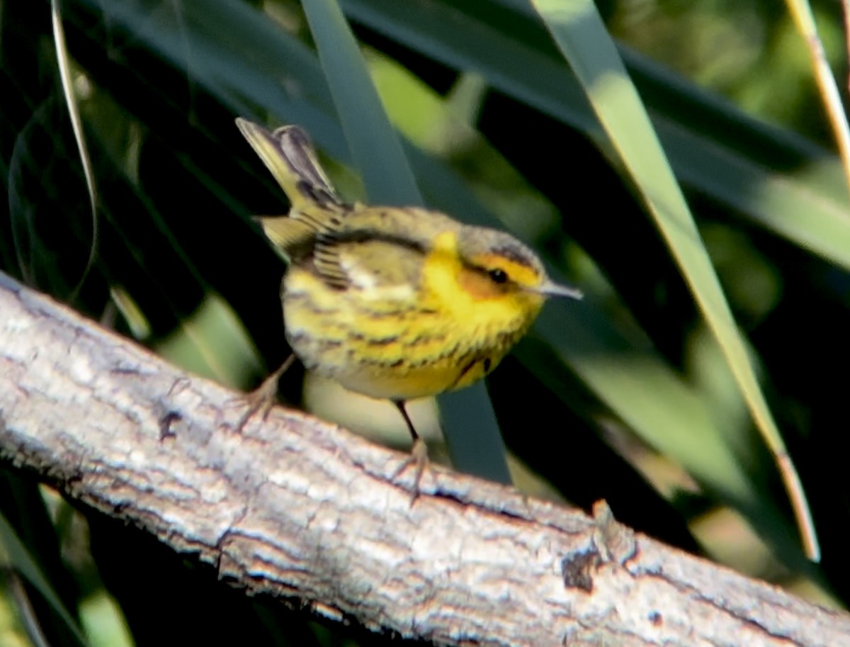Cape May Warbler - ML617824600