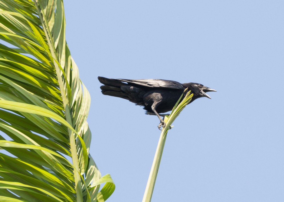 Cuban Palm-Crow - ML617824610