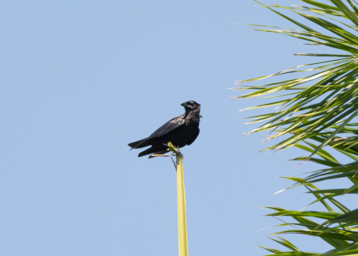 Cuban Palm-Crow - ML617824611