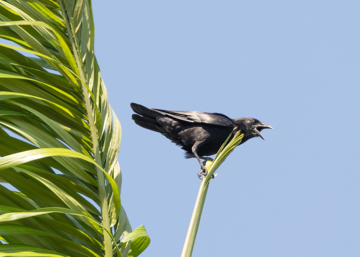 Cuban Palm-Crow - ML617824612
