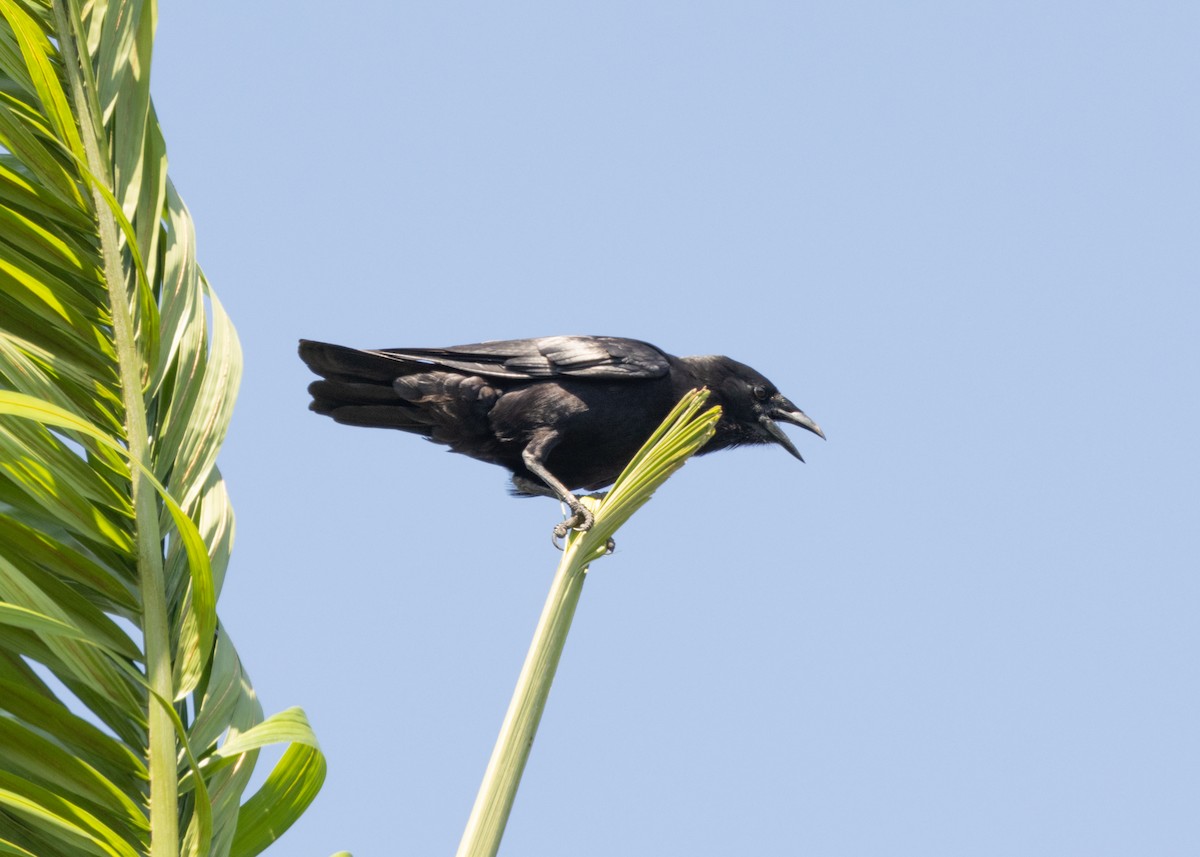 Cuban Palm-Crow - ML617824614