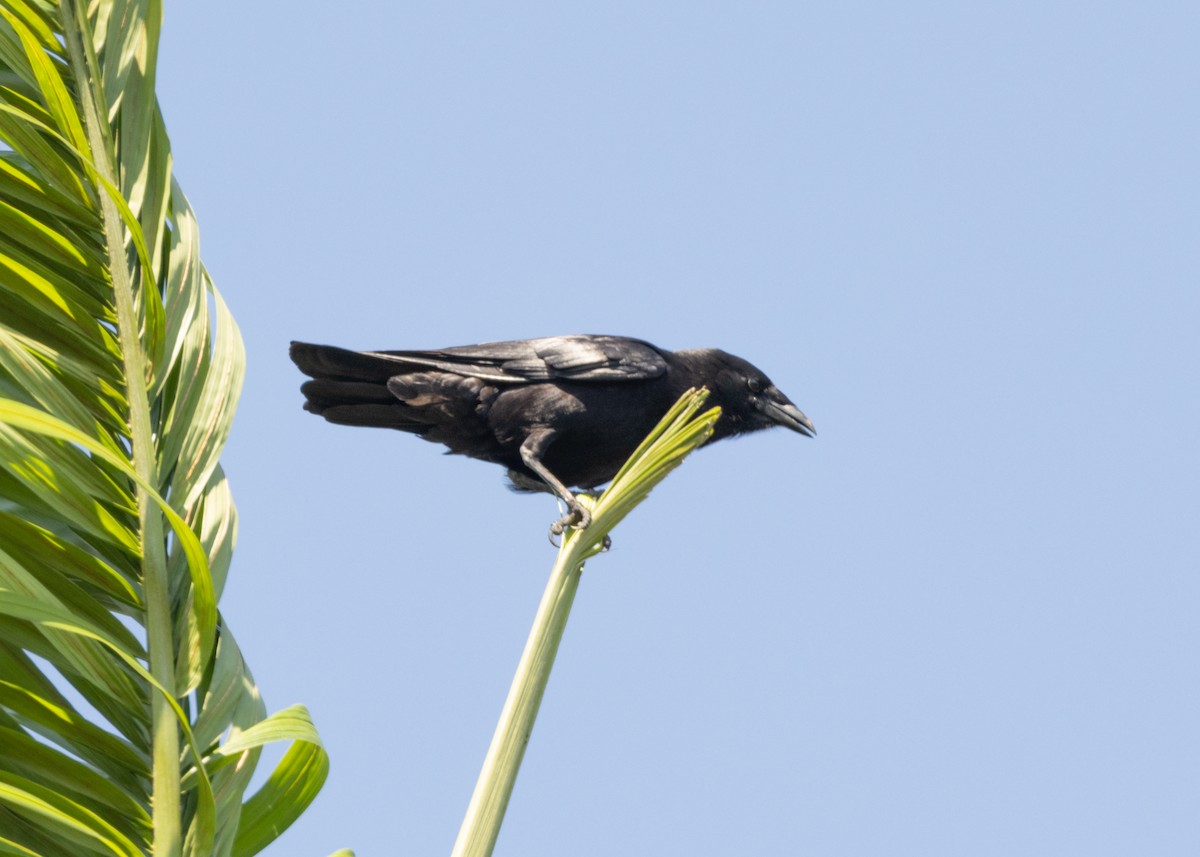 Cuban Palm-Crow - ML617824616