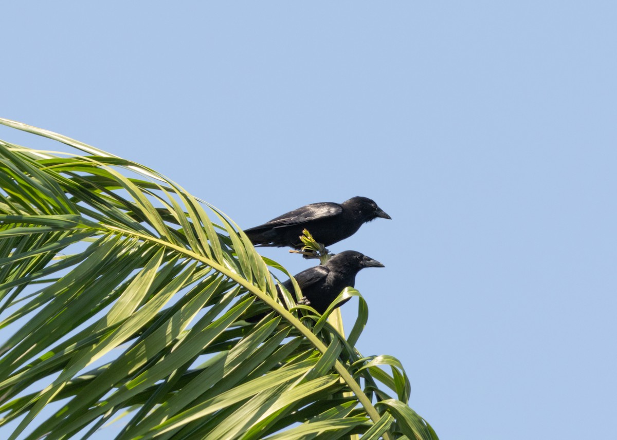 Cuban Palm-Crow - ML617824617