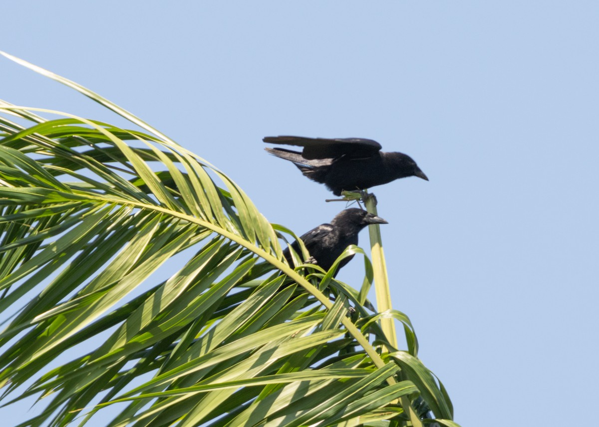 Cuban Palm-Crow - ML617824618