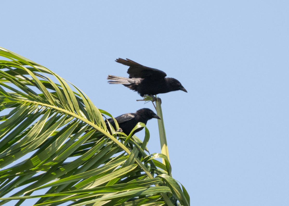 Cuban Palm-Crow - ML617824619