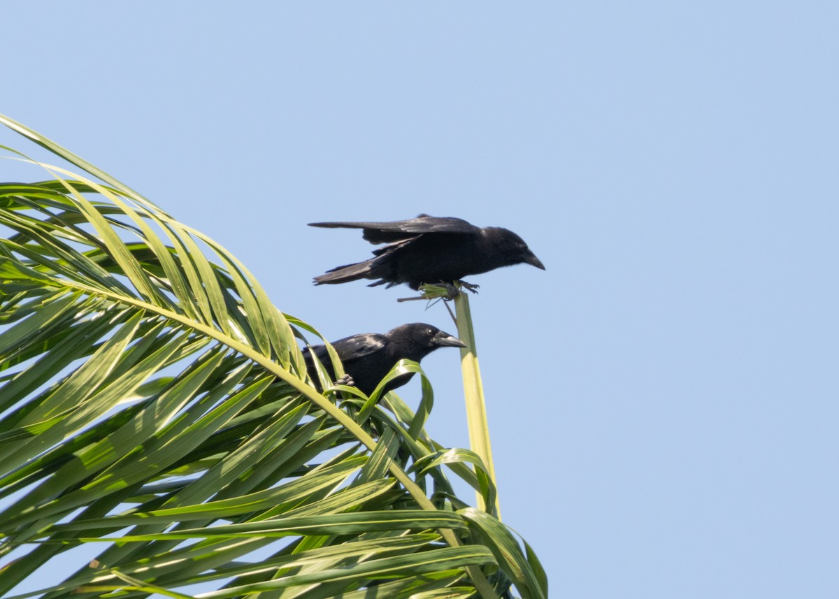 Cuban Palm-Crow - ML617824620