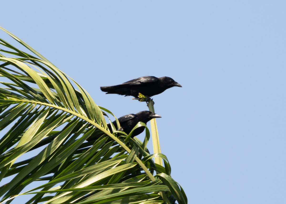 Cuban Palm-Crow - ML617824623