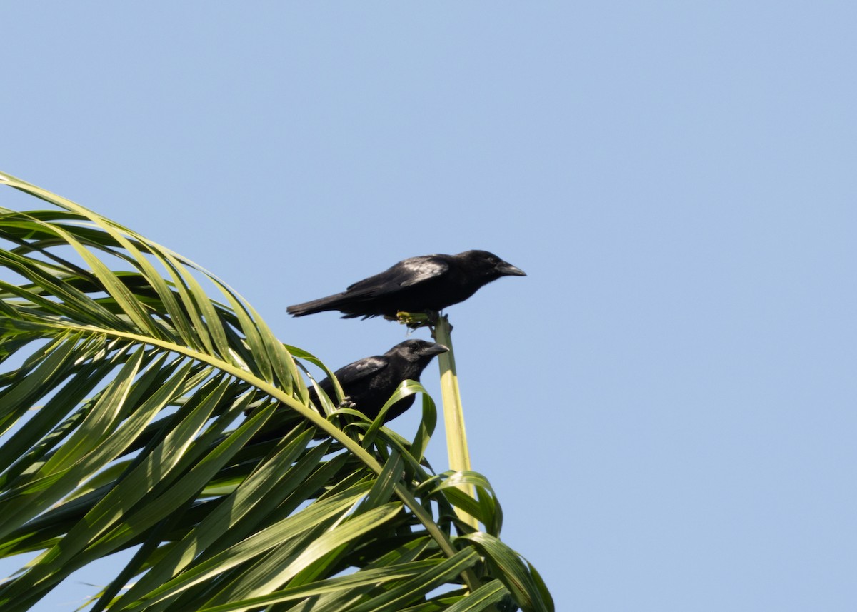 Cuban Palm-Crow - ML617824624