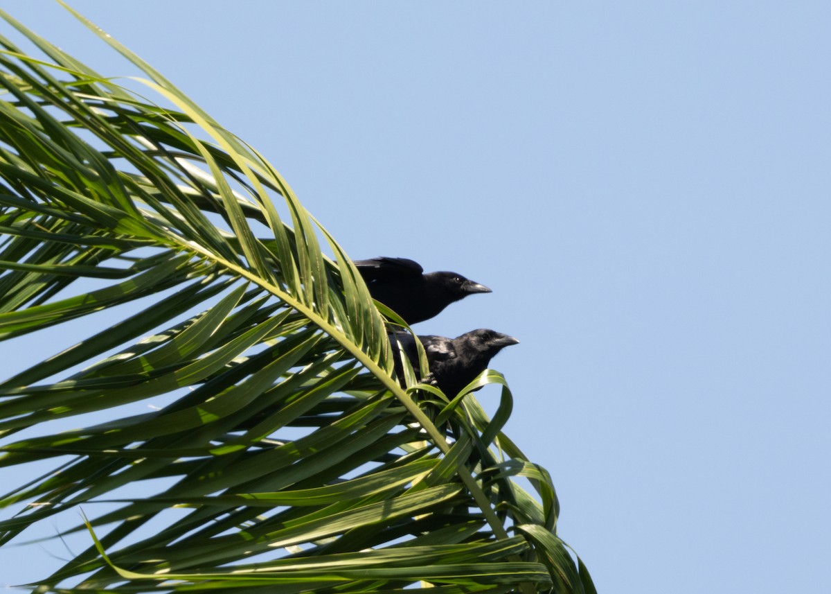 Cuban Palm-Crow - Silvia Faustino Linhares