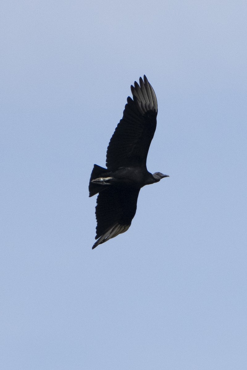 Black Vulture - ML617824636