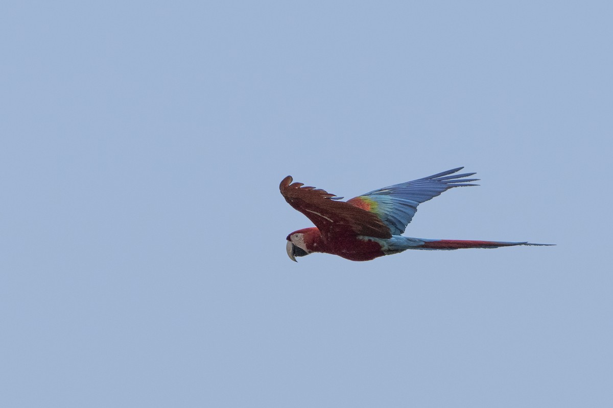 Red-and-green Macaw - ML617824662