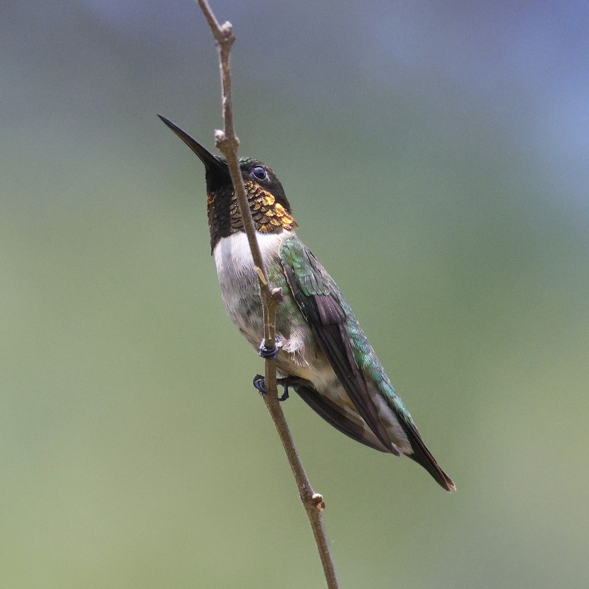 Ruby-throated Hummingbird - Deborah H