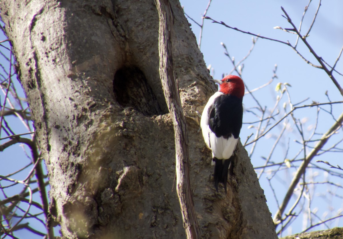 Red-headed Woodpecker - ML617824804