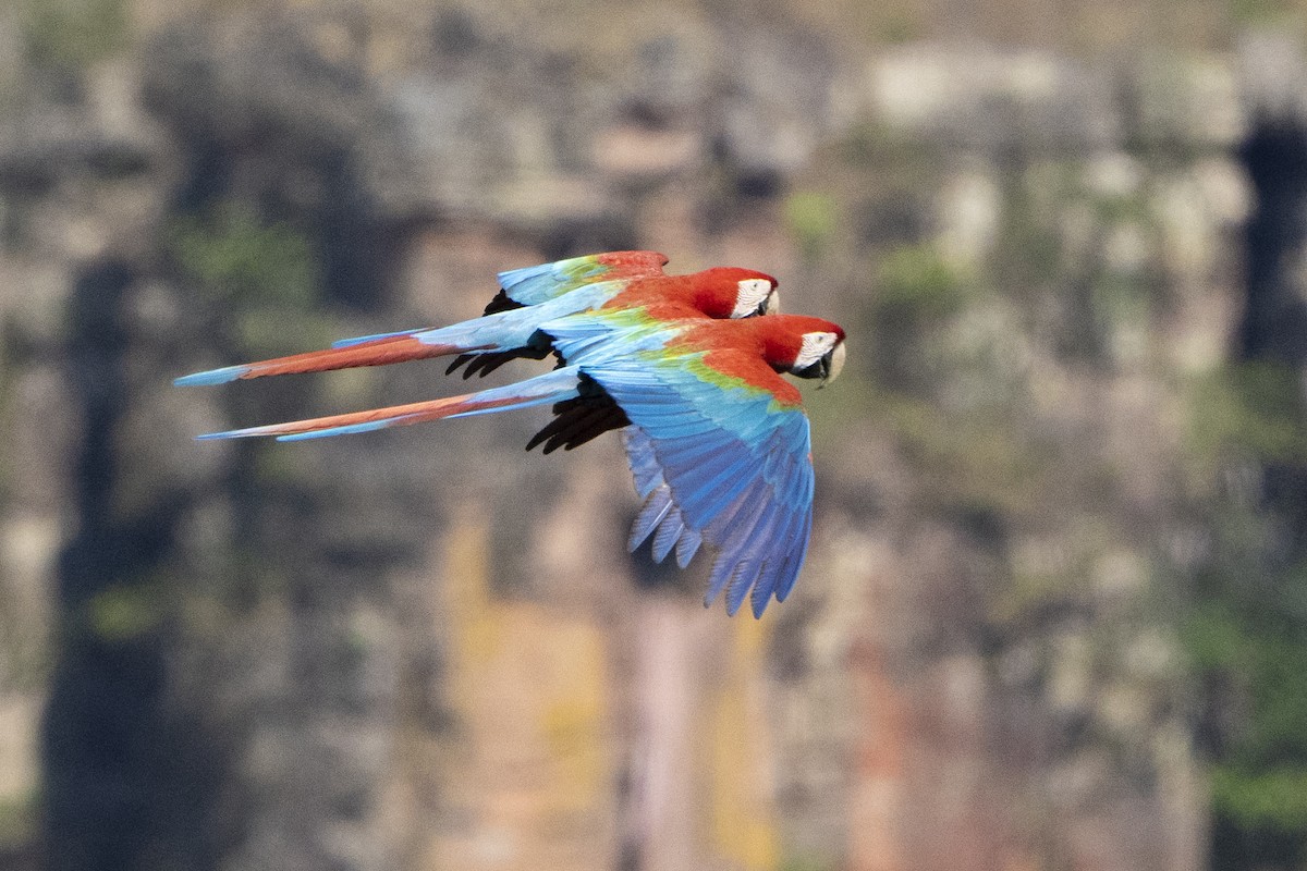 Red-and-green Macaw - ML617824806