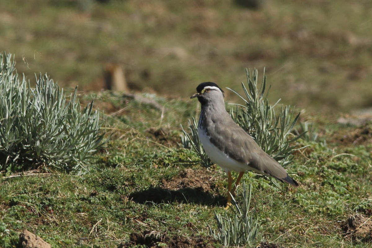 Spot-breasted Lapwing - Andrey Mikhaylov